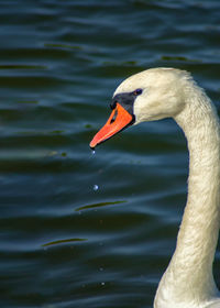 Close-up of swan swimming in lake