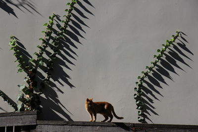 Side view of cat standing on wood against wall