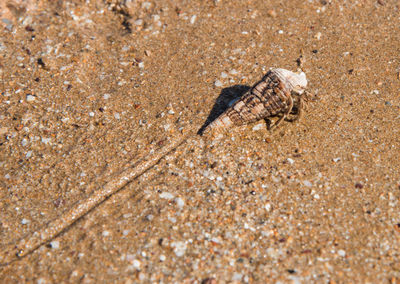 Close-up of shell on sand