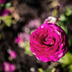 Close-up of pink rose flower
