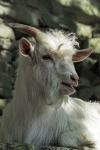 Close-up portrait of lion