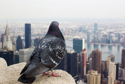 Close-up of bird perching on railing against cityscape