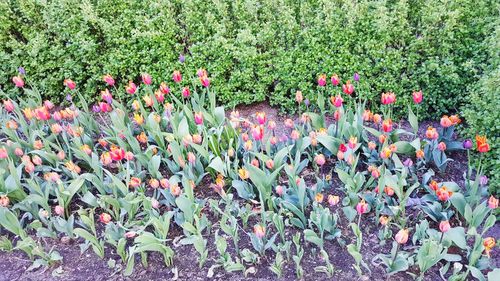 Plants growing on field