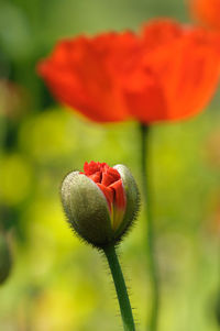 Close-up of red flower bud