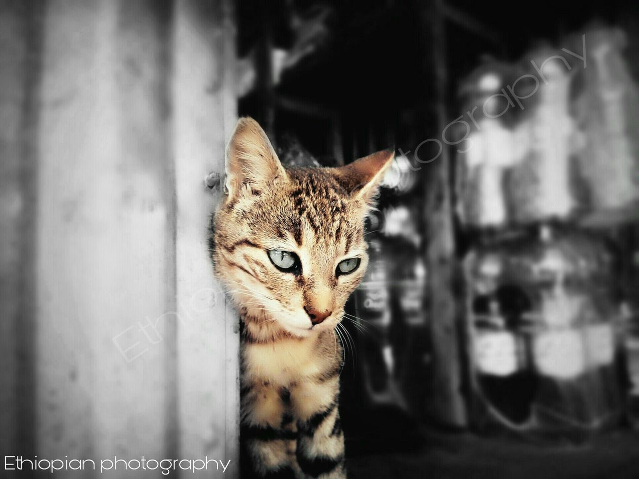 animal themes, feline, cat, animal, one animal, mammal, pets, domestic animals, domestic cat, domestic, vertebrate, no people, looking away, indoors, looking, selective focus, whisker, portrait, focus on foreground, animal body part, animal head