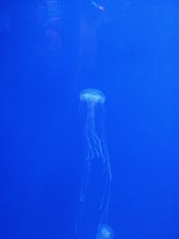 Jellyfish swimming in sea