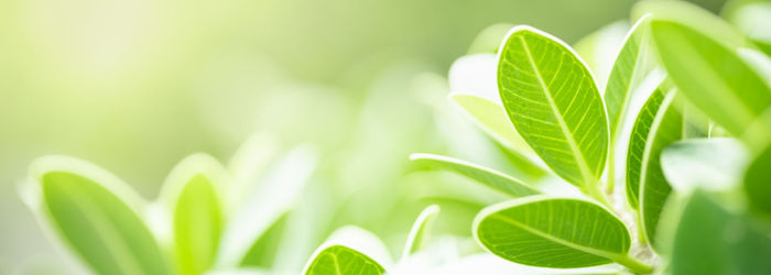 Close-up of leaves on plant in field