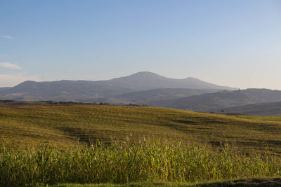 Scenic view of field against clear sky