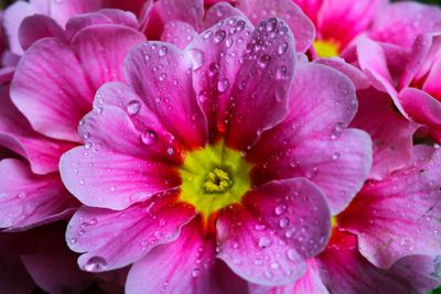 Close-up of wet pink flower