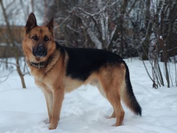 Portrait of dog in snow