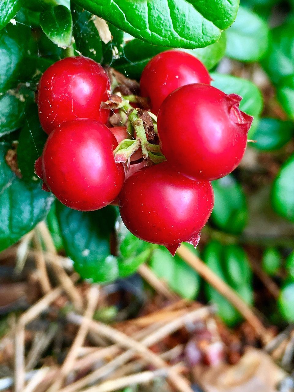 CLOSE-UP OF CHERRIES ON TREE