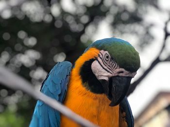 Close-up of a parrot