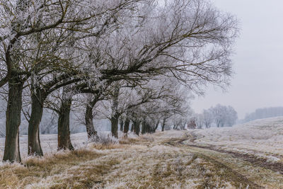 Bare tree on field