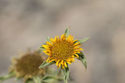 Close-up of yellow flowering plant