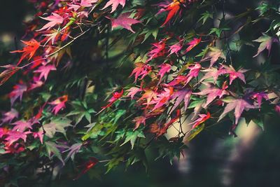 Close-up of maple leaves during autumn