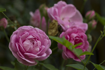 Close-up of pink rose