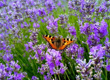 Butterfly on purple flowers