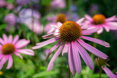 Close-up of purple flower in park