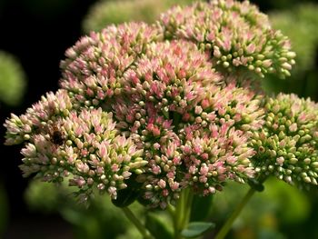 Close-up of pink flowering plant in park