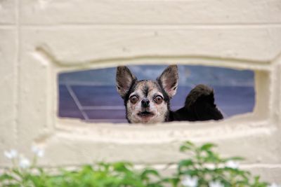 Portrait of dog on table