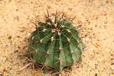 Close-up of cactus growing on field