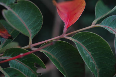 Close-up of green leaves