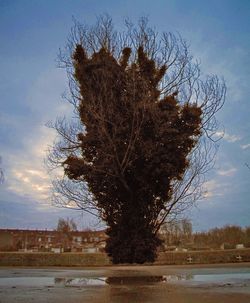 Tree against sky