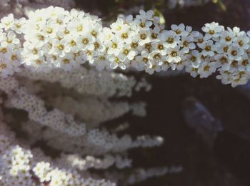 Close-up of white flowers