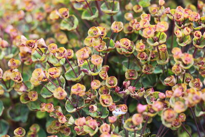 Close-up of cactus flowers blooming outdoors