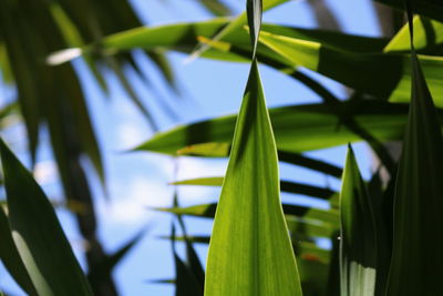 Close-up of fresh green leaves against sky