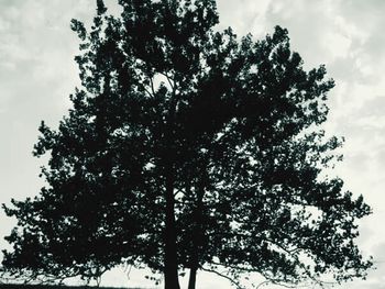 Low angle view of trees against cloudy sky