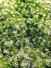 White flowering plants on field