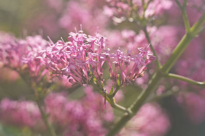 Pink flower