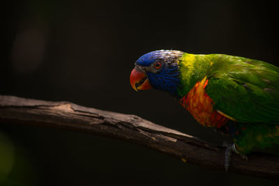 Close-up of parrot perching on branch