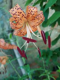 Close-up of red flowering plant