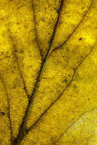 Full frame shot of yellow leaf