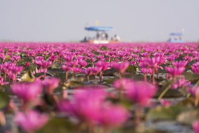 Close-up of pink flowers growing in field