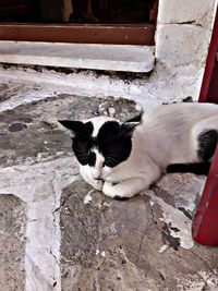 Portrait of cat relaxing outdoors