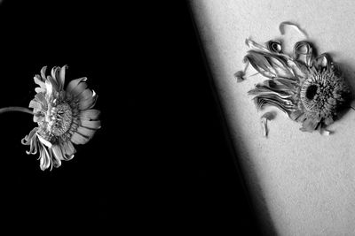 Close-up of butterfly on flower against black background