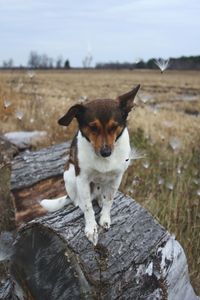 Close-up portrait of dog standing against sky