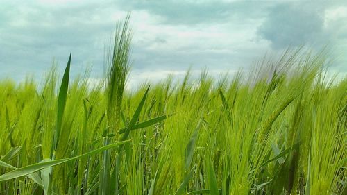 Scenic view of field against cloudy sky