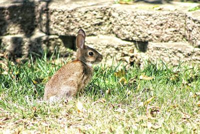 Side view of rabbit on grassy field