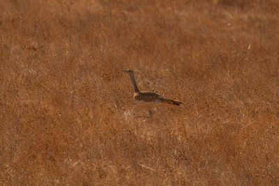 Side view of bird on land