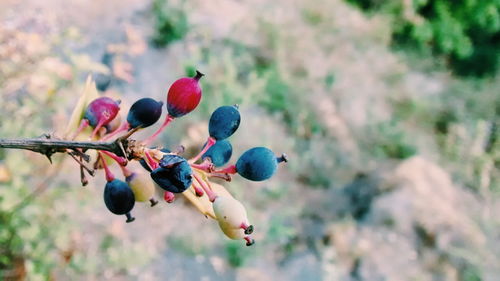 Close-up of buds