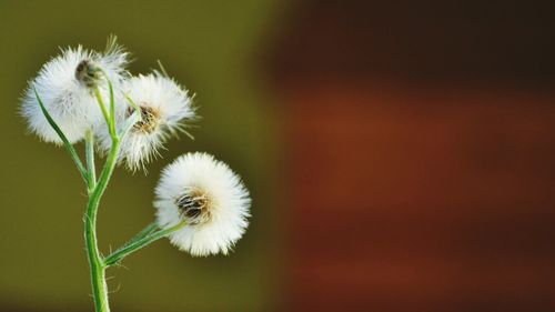 Close-up of white dandelion flower