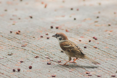 High angle view of bird perching on wood