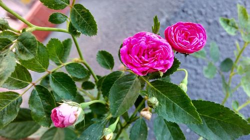 Close-up of pink rose