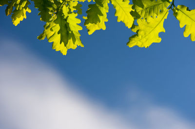 Close-up of leaves against sky