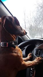 Midsection of a horse in car