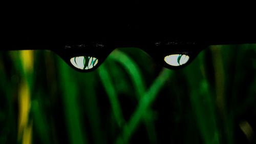 Close-up of wet plant at night